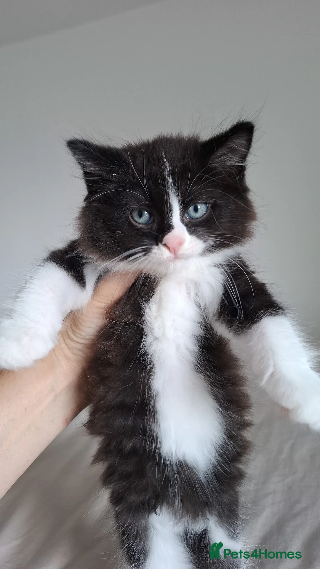Mixed Breed cats for sale: 8 week old kittens in Barry - Advert 1