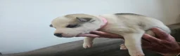 Huskita dogs for sale: Puppies for sale  - Advert 9