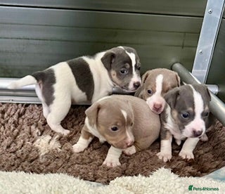 Jack Russell dogs Conscientiously bred and reared - Advert 1