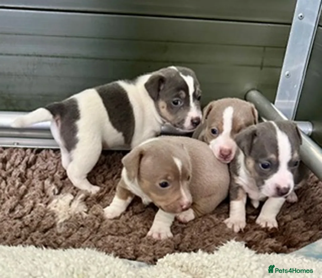 Jack Russell dogs for sale: Conscientiously bred and reared - Advert 1