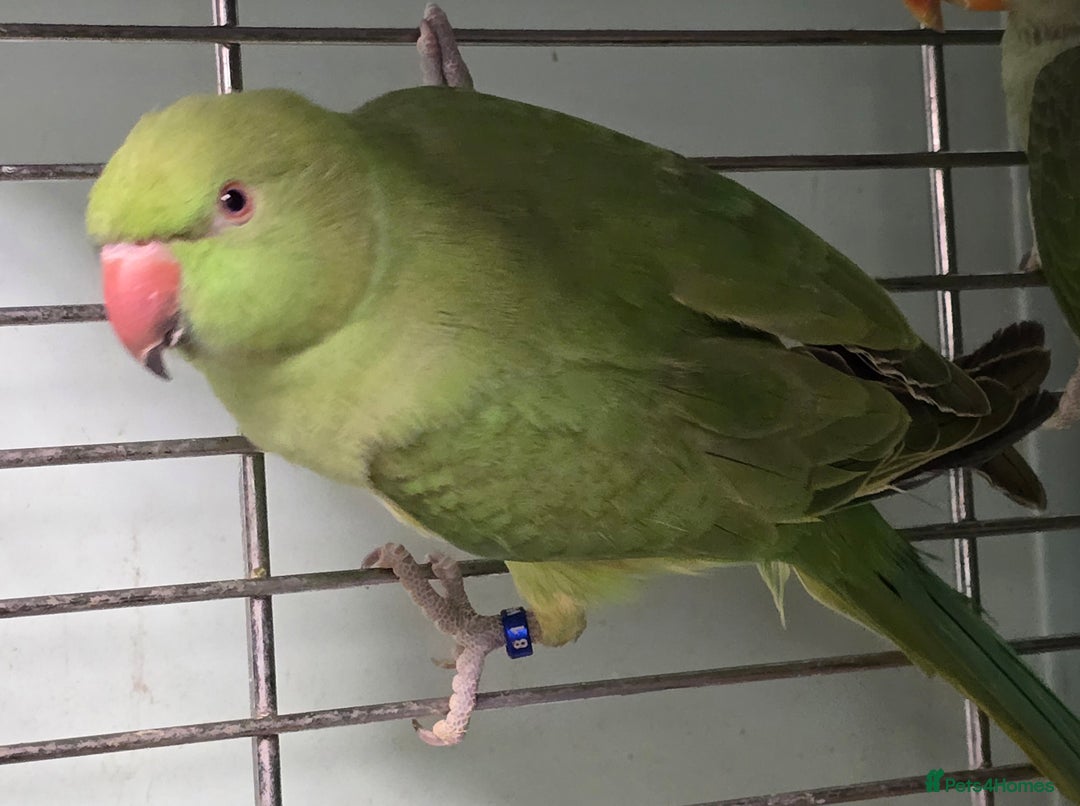 Ringnecks birds for sale: Cheeky Ringnecks, Alexandrine & Rock Pebblar!!! - Advert 9