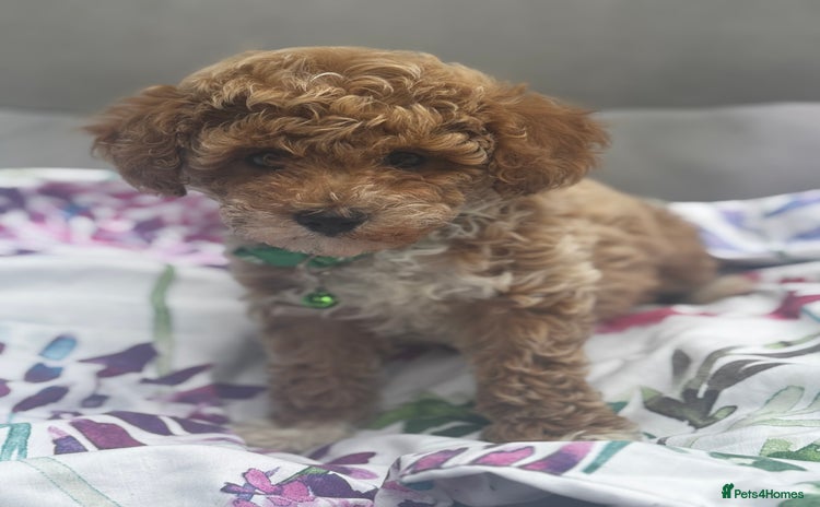 Cavapoochon dogs - Advert 1