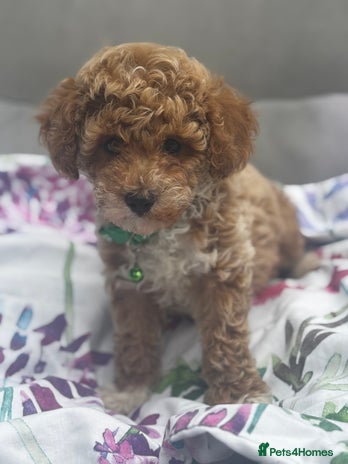 Cavapoochon puppies for sale | Pets4Homes