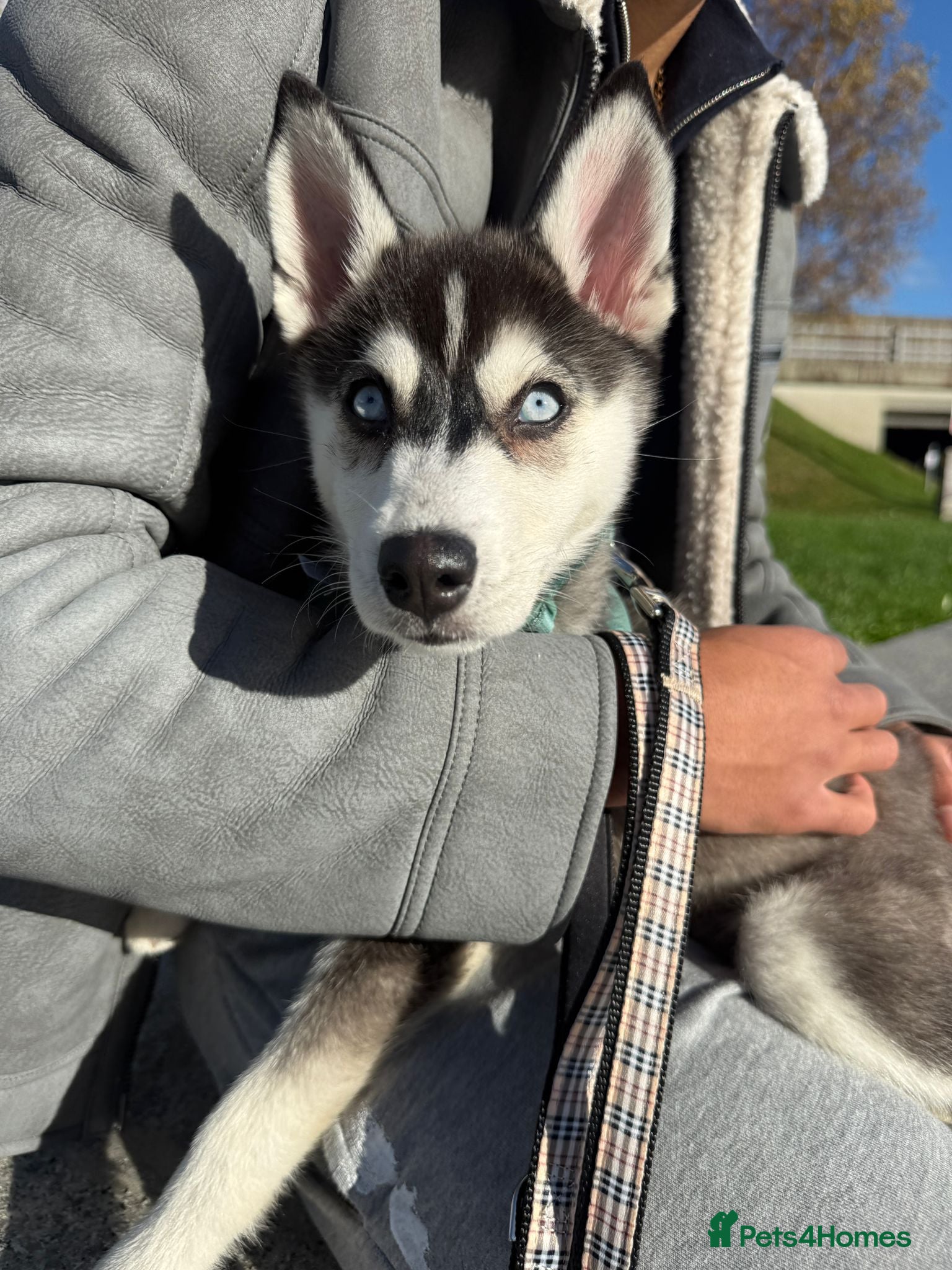 Pomsky dogs F4 Pomsky just under a year old  - Advert 1