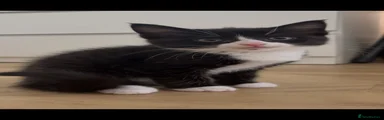 Mixed Breed 1