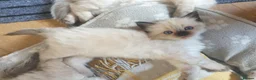 Ragdoll cats for sale: 4 x Fluffy Ragdoll Chocolate Sealpoint kittens - Advert 9