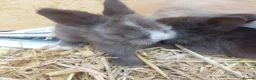 Lionhead rabbits for sale: PUREBRED DOUBLE/TEDDY LION HEAD BABIES  - Advert 4