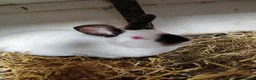 Californian rabbits for sale: Californian White Rabbits – Ready to Leave NOW - Advert 7