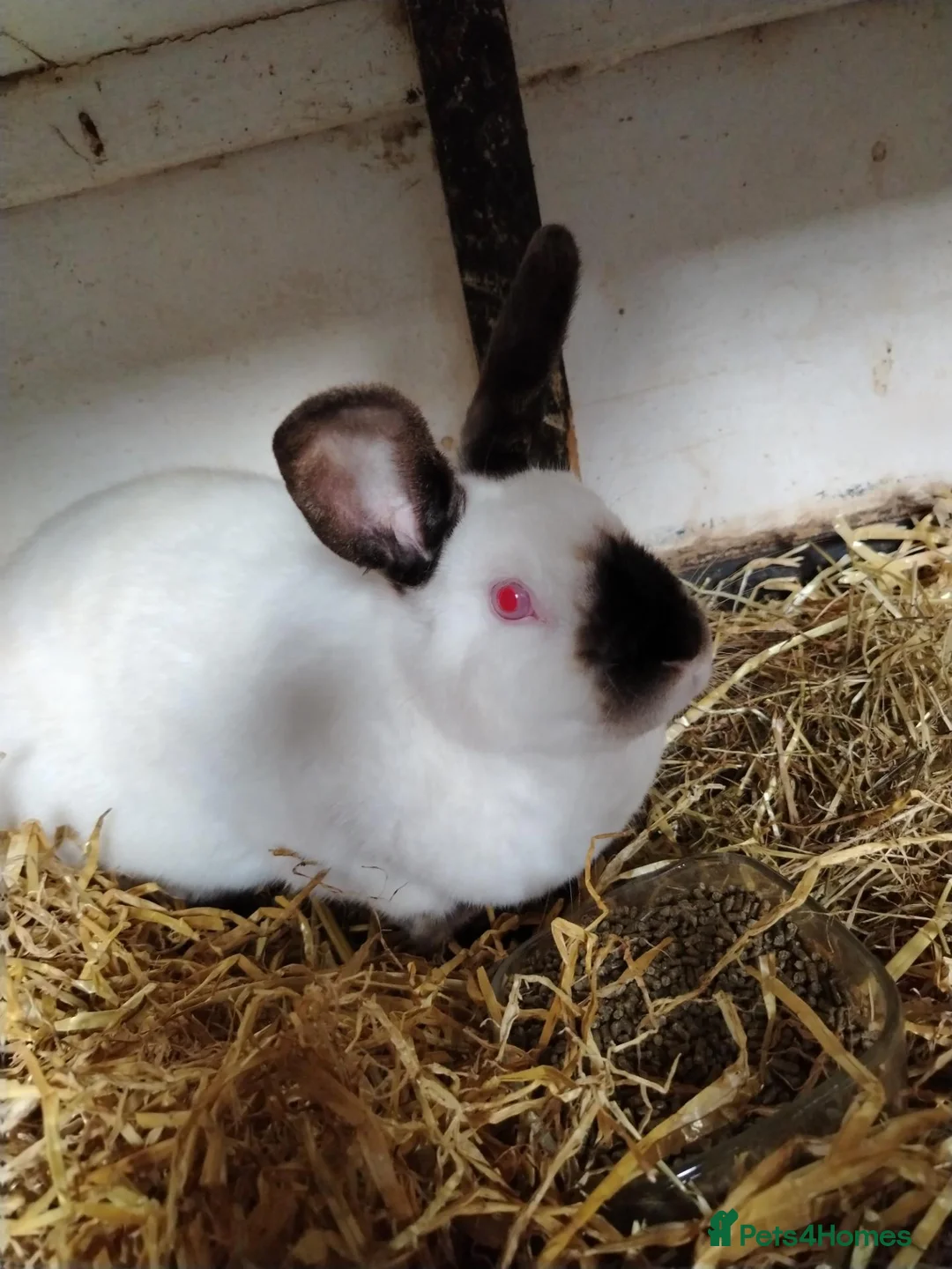 Californian rabbits for sale: Californian White Rabbits – Ready to Leave NOW - Advert 7