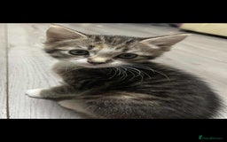 Mixed Breed cats for sale: Gorgeous kittens  - Image 16