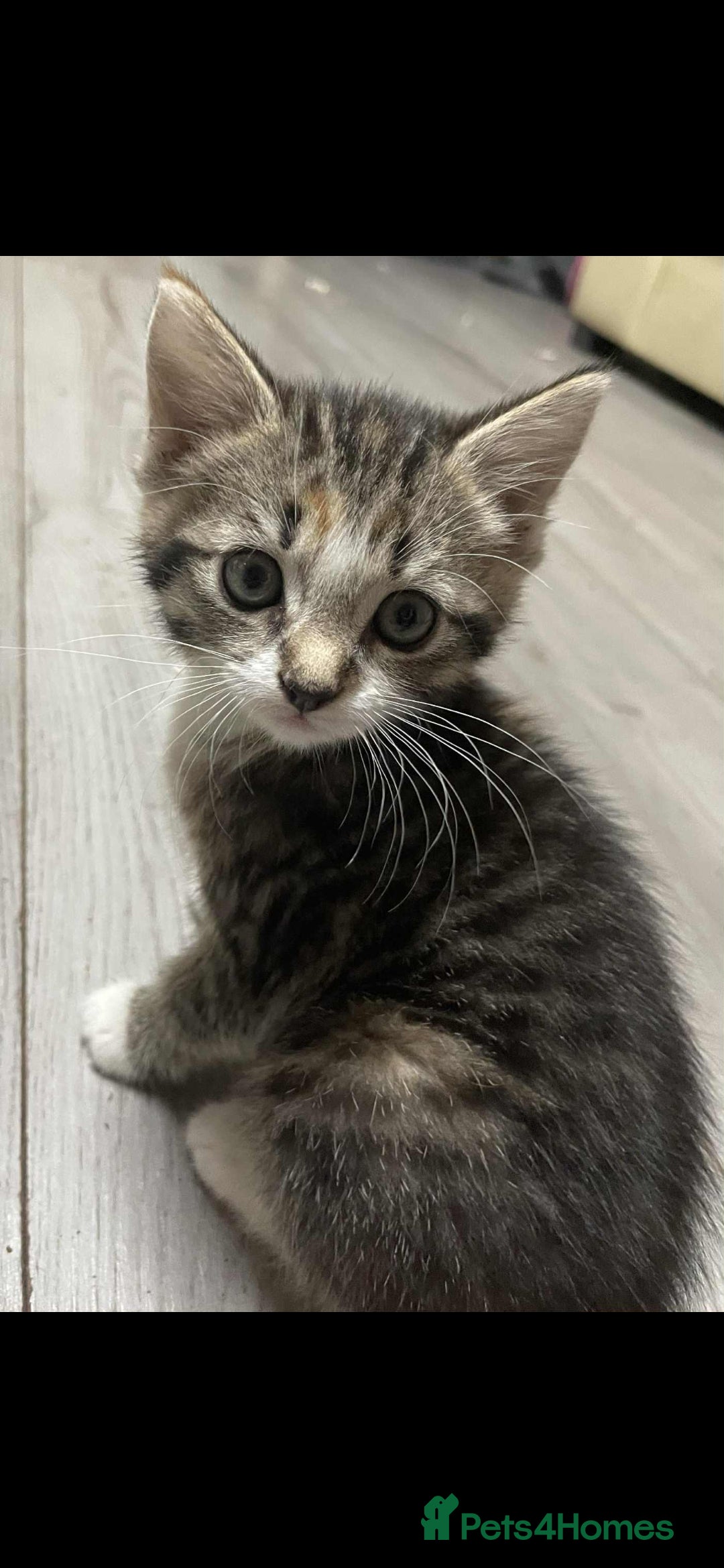 Mixed Breed cats for sale: Gorgeous kittens  - Image 16