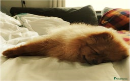 Pomeranian dogs for sale: 6 month old pomeranian  - Image 13