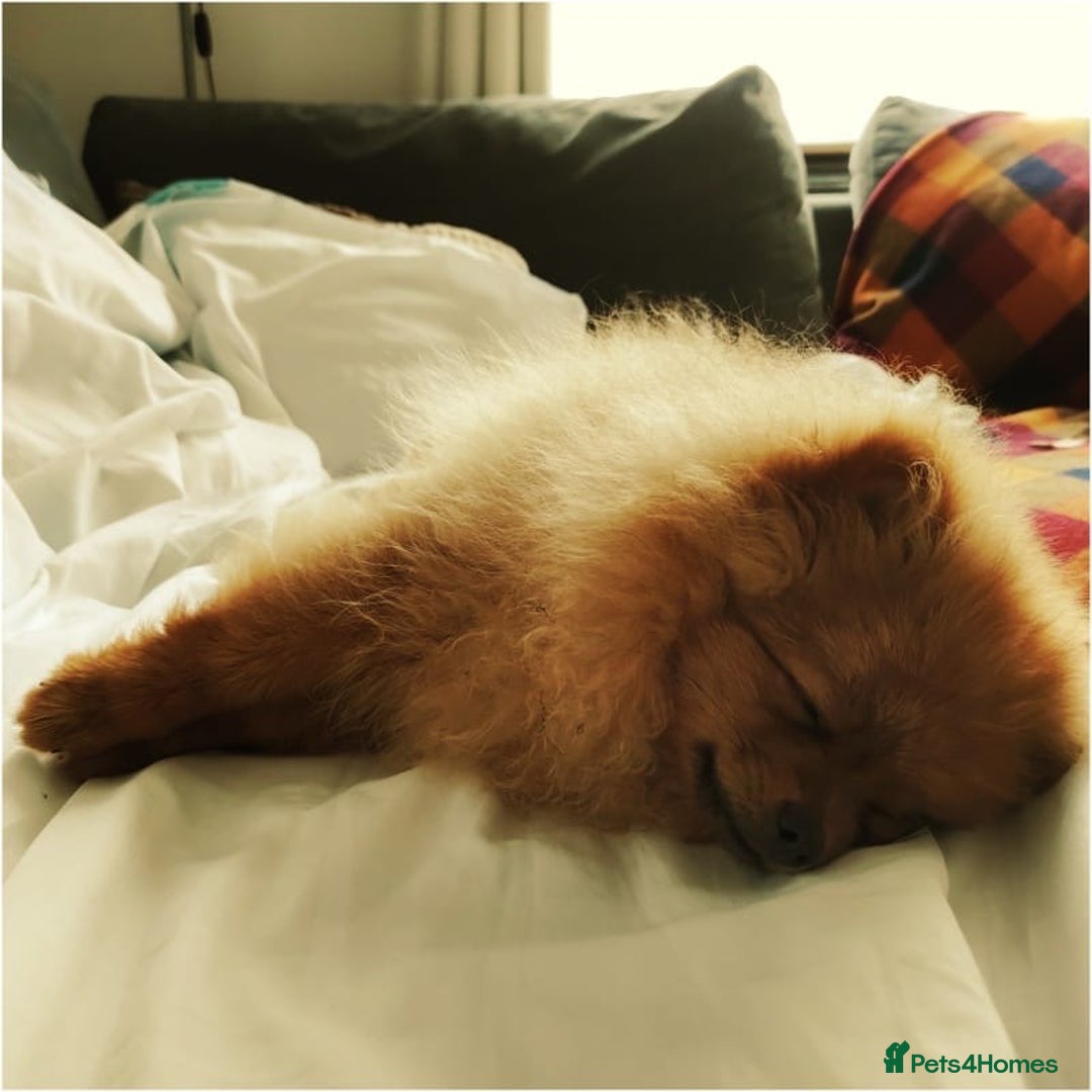 Pomeranian dogs for sale: 6 month old pomeranian  - Image 13