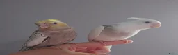 Cockatiels birds for sale: Hand reared silly tame DNA sexed baby cockatiels  - Advert 27