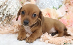 Miniature Dachshund dogs for sale: Miniature Dachshund Puppies - Image 1