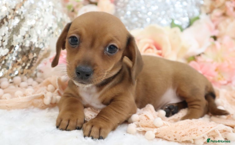 Miniature Dachshund dogs - Advert 1
