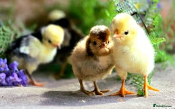 Chickens poultry for sale: Pekin Bantam & Polish chicks - Image 7