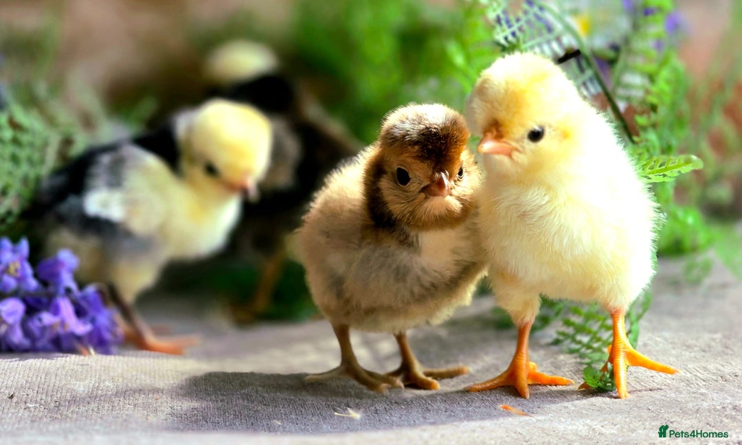 Chickens poultry for sale: Pekin Bantam & Polish chicks - Image 7