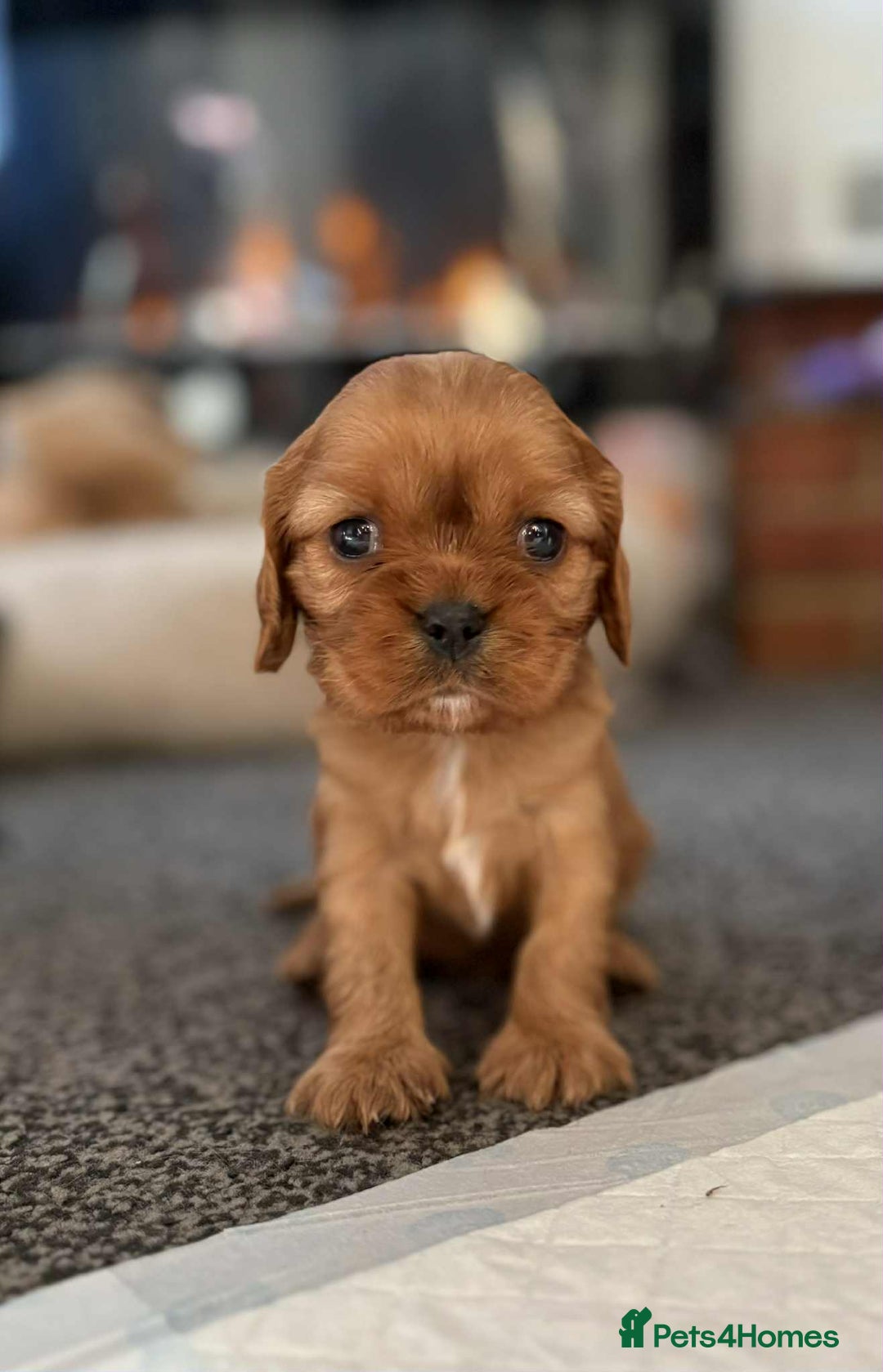 Cavalier King Charles Spaniel dogs for sale: Beautiful toy ruby King charles cavalier puppies. - Advert 6