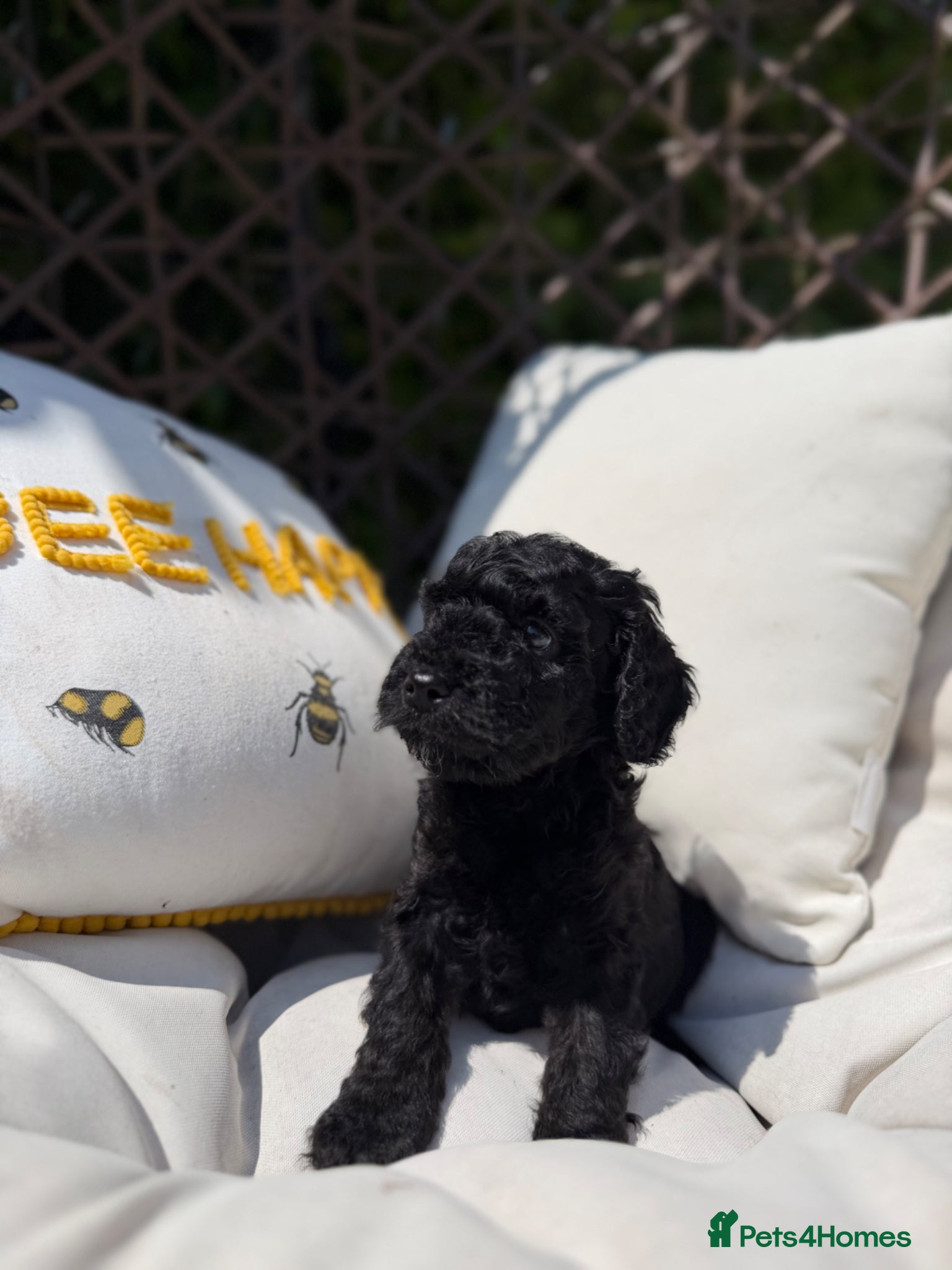 Cockapoo Puppy 2