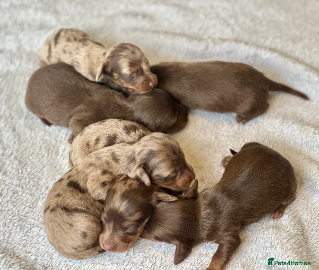 Miniature Dachshund dogs for sale: Long haired dachshunds  - Image 7