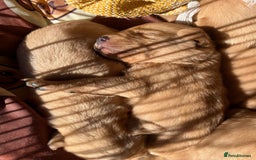 Labrador Retriever dogs for sale: Adorable labradour puppies  - Image 1