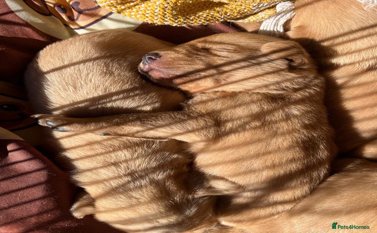 Labrador Retriever dogs - Advert 2