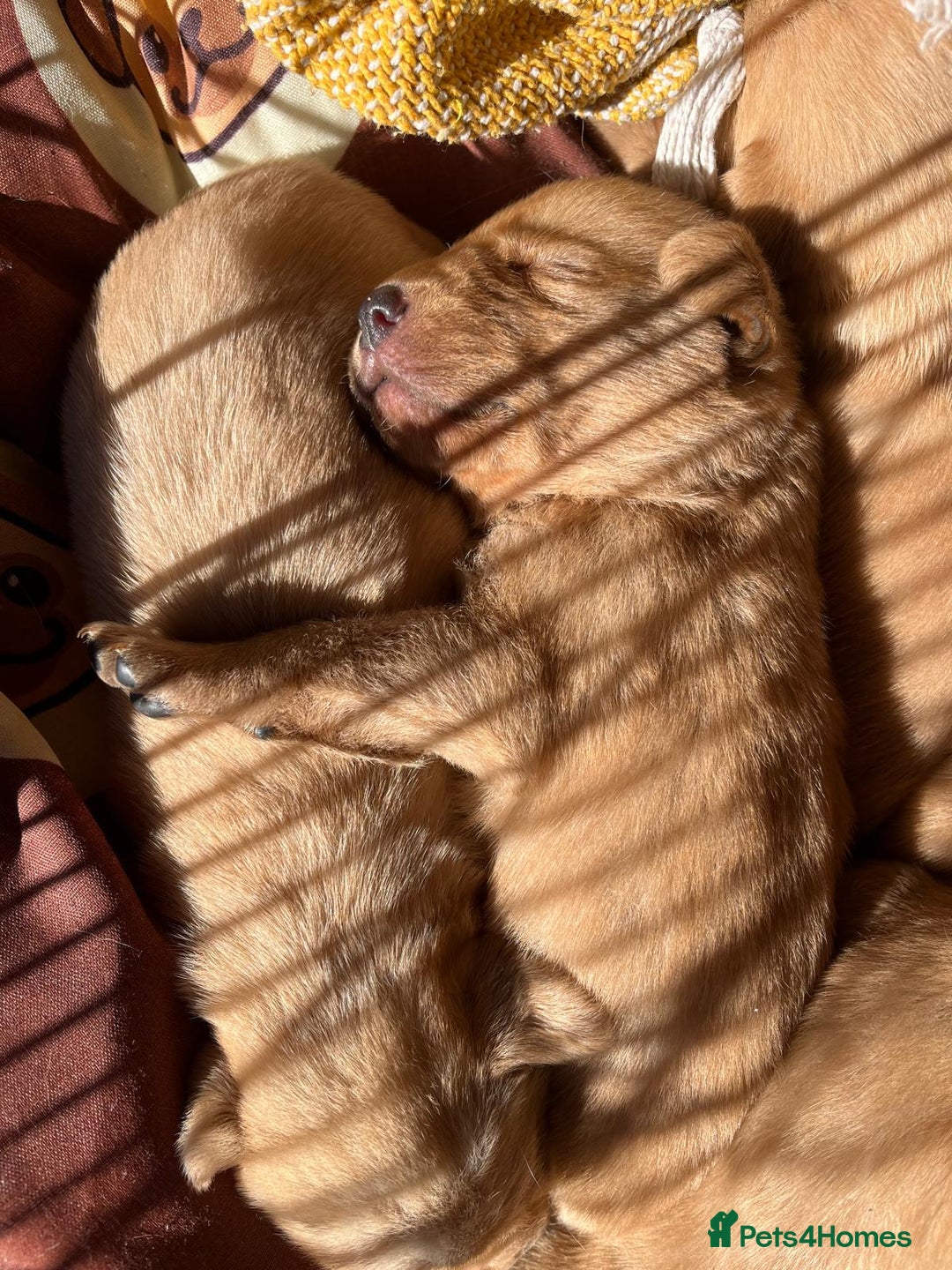 Labrador Retriever dogs for sale: Adorable labradour puppies  - Image 1