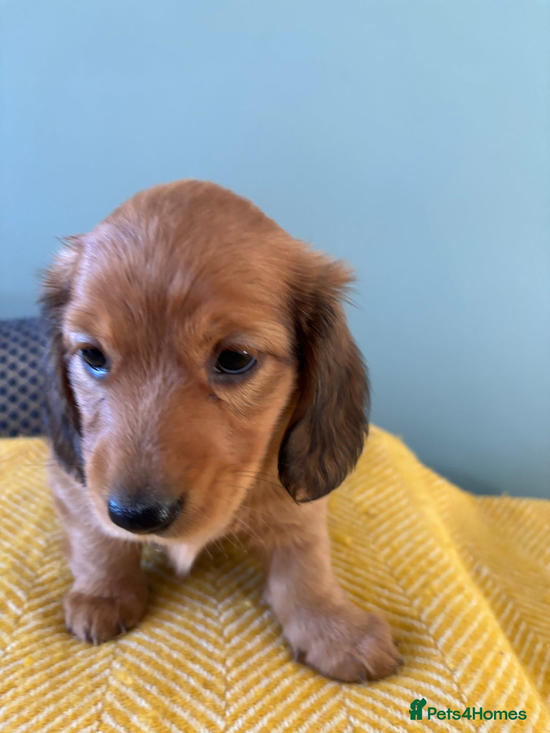Dachshund dogs for sale: 2 American Red Long Haired Dachshund Puppies - Image 23