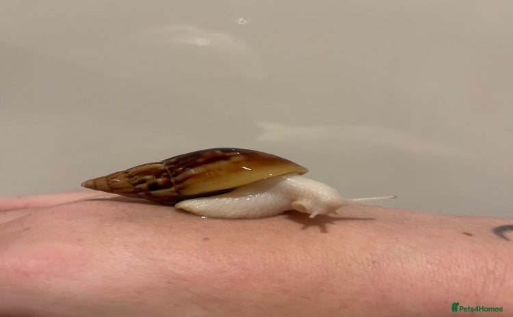 Snails invertebrates - Advert 11