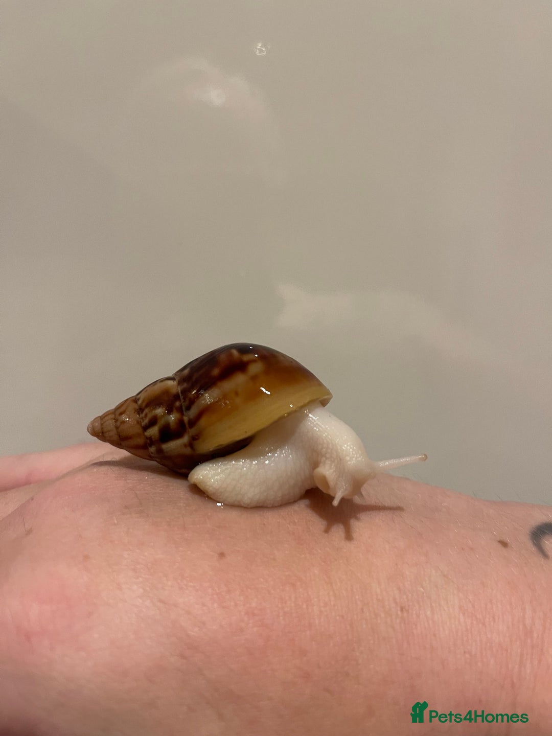Snails invertebrates for sale: 11 Giant African Land Snails (Achantina Fulica) - Image 1