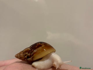 Snails invertebrates - Advert 2