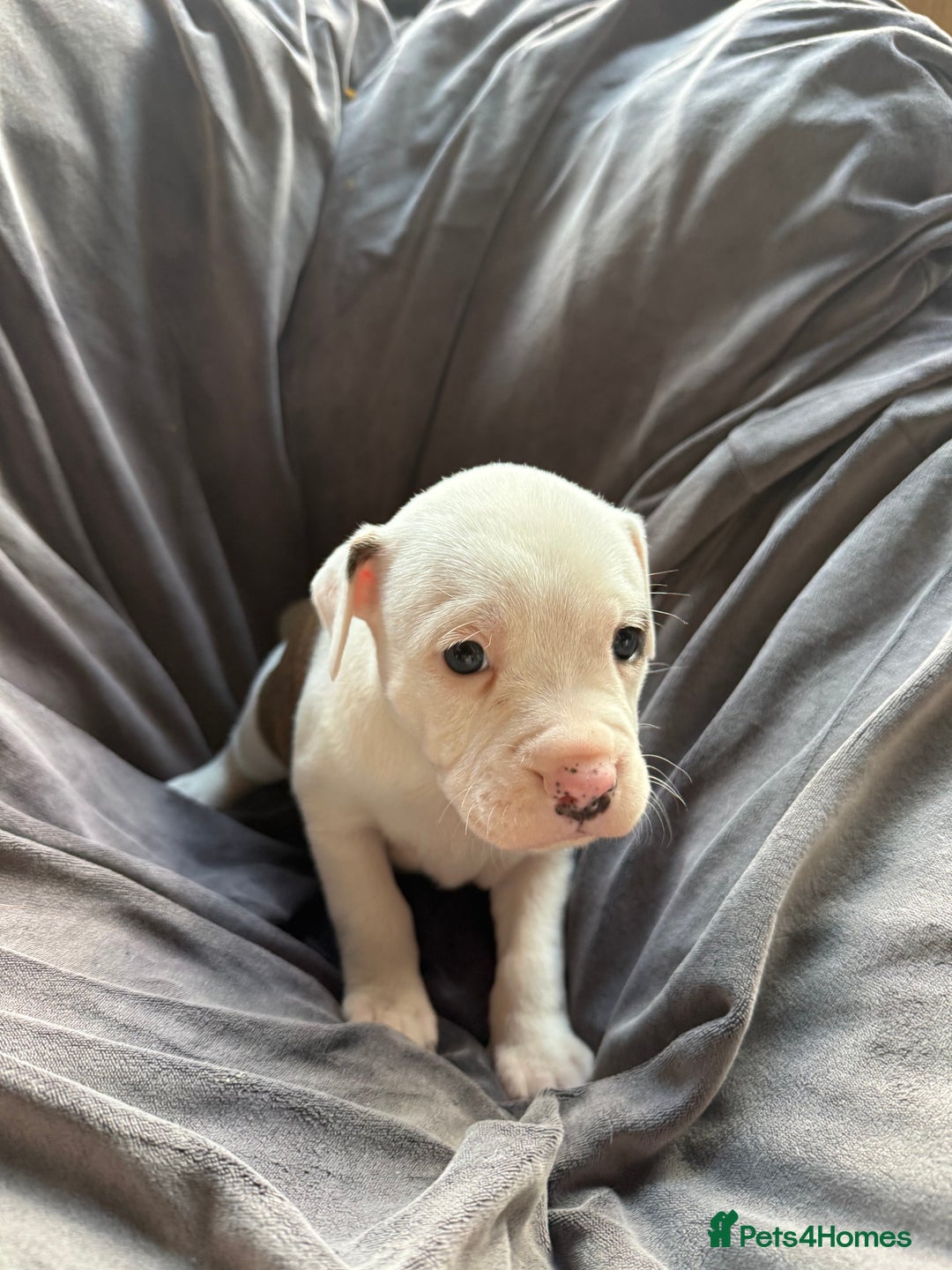 Mixed Breed dogs for sale: Beautiful puppies available – Reserve yours now! - Image 6