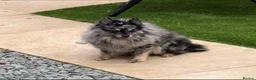 Pomeranian dogs for sale: Beautiful Pomeranian boys - Advert 2