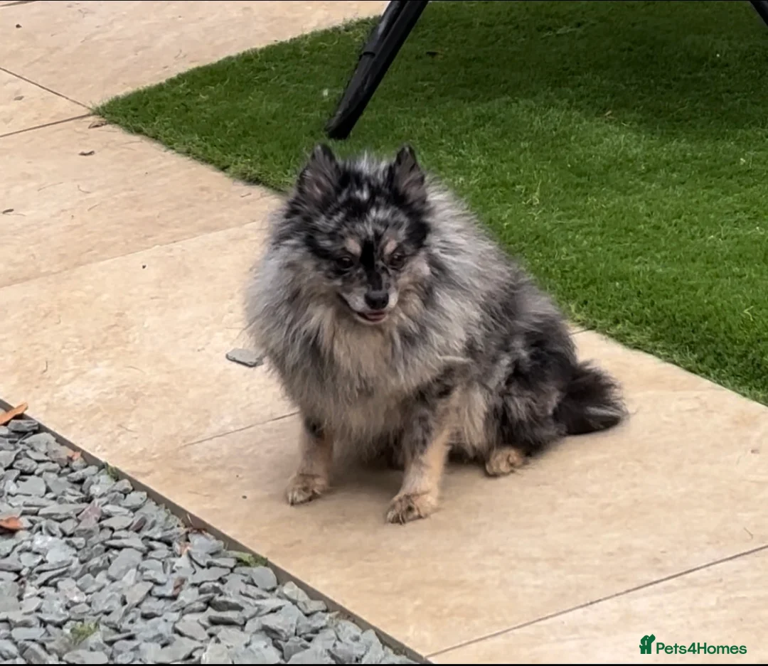 Pomeranian dogs for sale: Beautiful Pomeranian boys - Advert 2