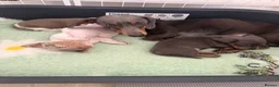 Dachshund dogs for sale: Dachshund Isabella piebald boy 💙 in Chorley - Advert 6