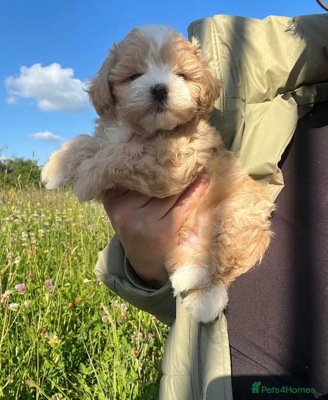 Maltipoo dogs for sale:   ❤️‍🔥LUXURY FLUFFY❤️‍🔥 F1 MALTIPOO LAST BOY❗🩵 - Advert 1