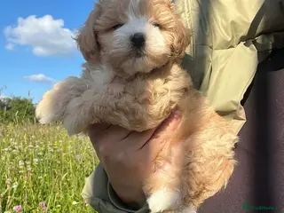 Maltipoo dogs ❤️🔥LUXURY FLUFFY❤️🔥 F1 MALTIPOO LAST BOY❗🩵 - Advert 6