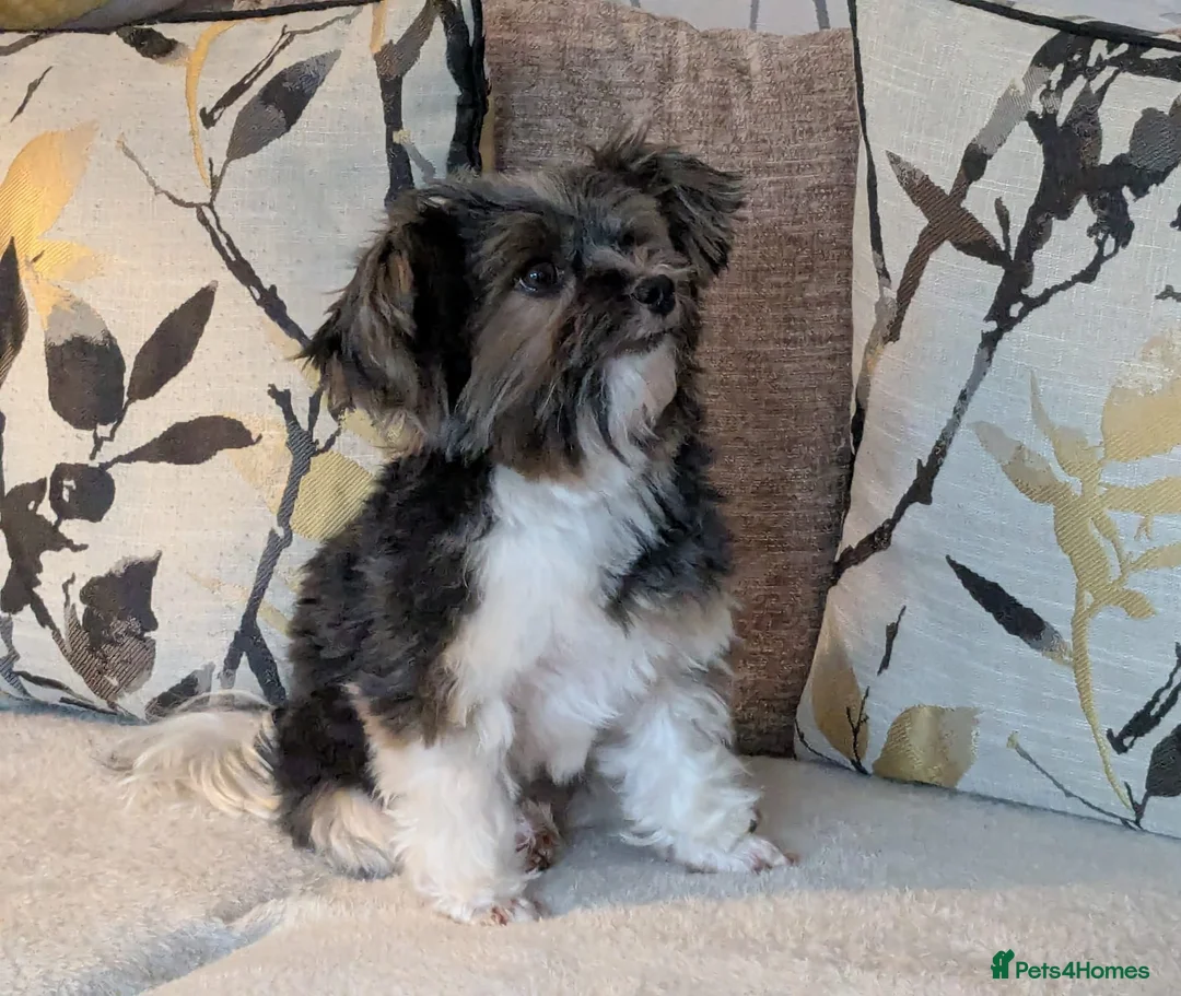 Biewer Terrier dogs for stud: Purebred Pedigree Biewer Terrier Stud - Advert 2