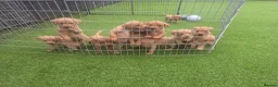 Labrador Retriever dogs for sale: Fox red labrador puppies  in Sunderland - Advert 25