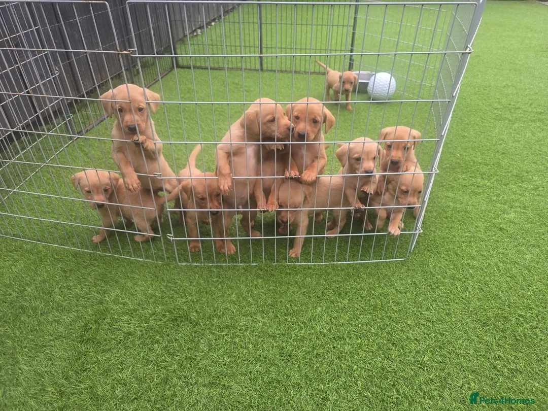 Labrador Retriever dogs for sale: Fox red labrador puppies  in Sunderland - Advert 25