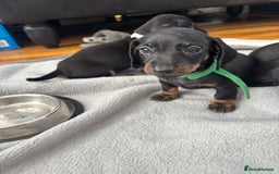 Miniature Dachshund dogs for sale: 5 miniature black & tan smooth haired dachshunds  - Image 8