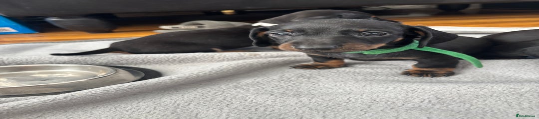 Miniature Dachshund Puppy 1