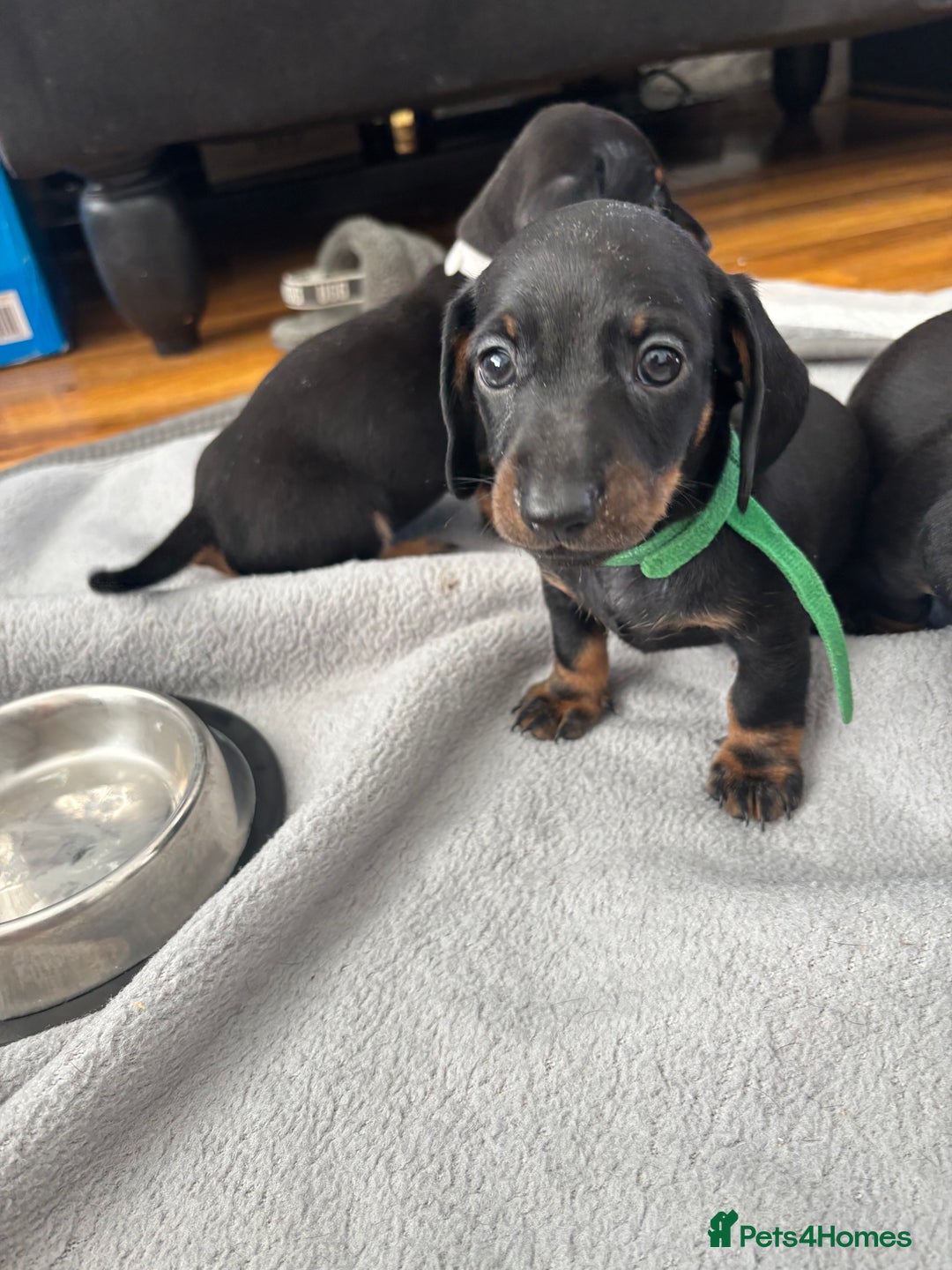 Miniature Dachshund dogs for sale: 5 miniature black & tan smooth haired dachshunds  - Image 8