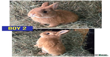 Netherland Dwarf rabbits Stunning Netherland dwarves  - Advert 5