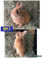 Netherland Dwarf rabbits Stunning Netherland dwarves - Advert 1