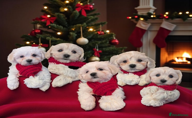 Maltipoo dogs Stunning Apricot Maltipoos  - Advert 2