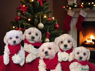 Maltipoo dogs Stunning Apricot Maltipoos - Advert 7