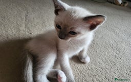 Snowshoe cats for sale: Full Pedigree Snowshoe Kittens - Image 6