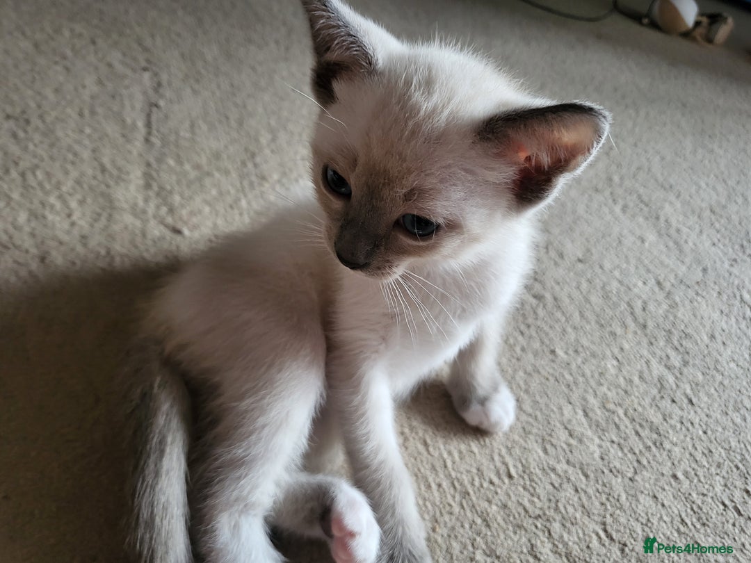 Snowshoe cats for sale: Full Pedigree Snowshoe Kittens - Image 6